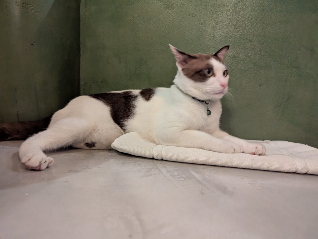 サイアモティフ・ブティック・ホテルの猫が客室に遊びに来た