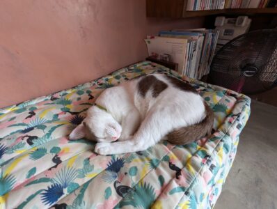 サイアモティフ・ブティック・ホテルの猫が昼寝している
