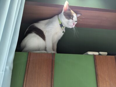 サイアモティフ・ブティック・ホテルの猫が客室に遊びに来た
