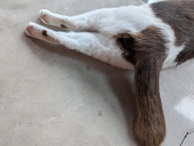 サイアモティフ・ブティック・ホテルの猫のお尻