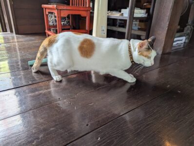 サイアモティフ・ブティック・ホテルのちょっとぽっちゃりした猫