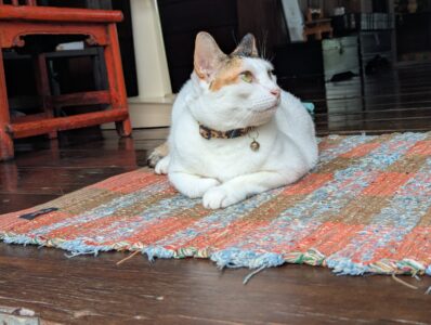 サイアモティフ・ブティック・ホテルの猫が見上げている